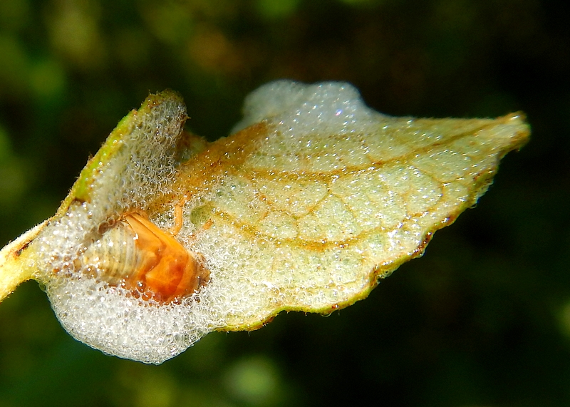 Mousse Blanche Sur Plante Arbre Saule Rosier Lavande