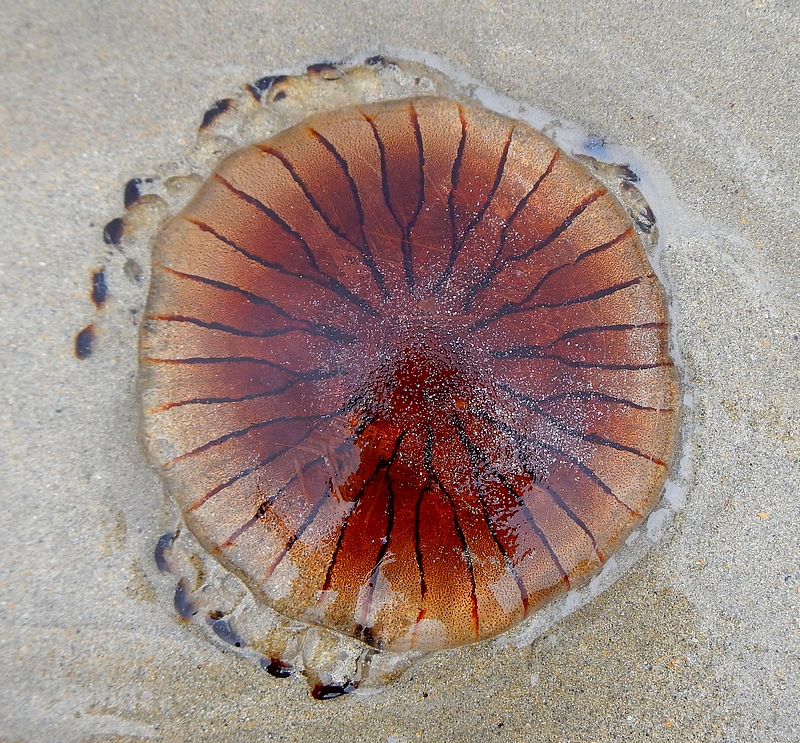 Les Differentes Especes De Meduses En Bretagne