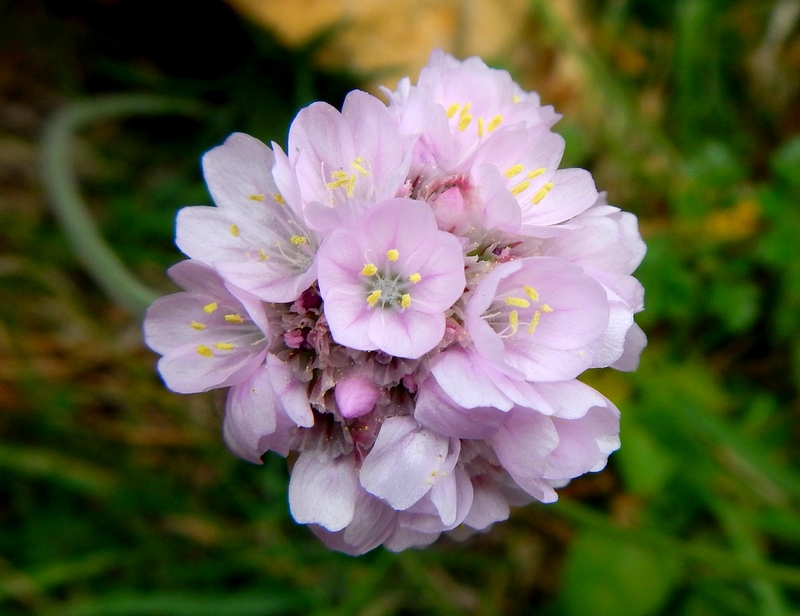 Fleur Rouge Rose Mauve Sauvage De Bretagne Identification